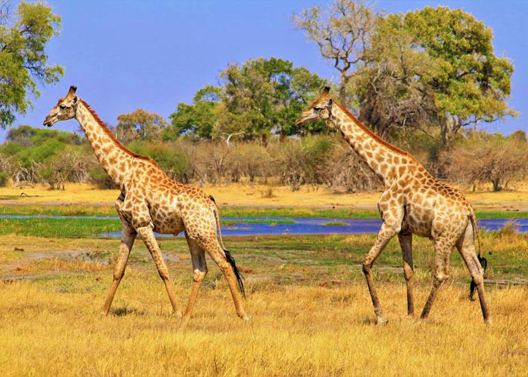 Giraffes on Brown Grass Field, Botswana
