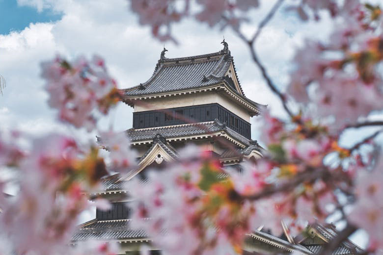 Matsumoto Castle, with its distinctive black-and-white facade, is partially framed by blooming pink cherry blossoms.