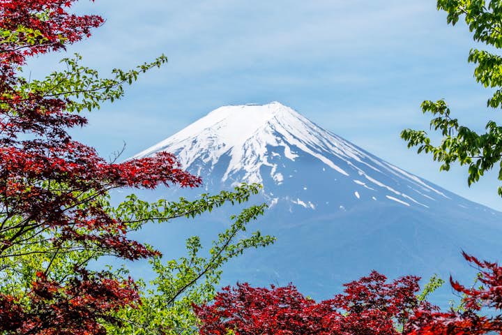 A wide shot captures the grandeur of Mount Fuji, its upper slopes covered in snow under a light blue sky. The foreground features a natural frame of Japanese maple trees with leaves in various shades of red and green, indicating the fall season. The air appears clear, highlighting the distant mountain.