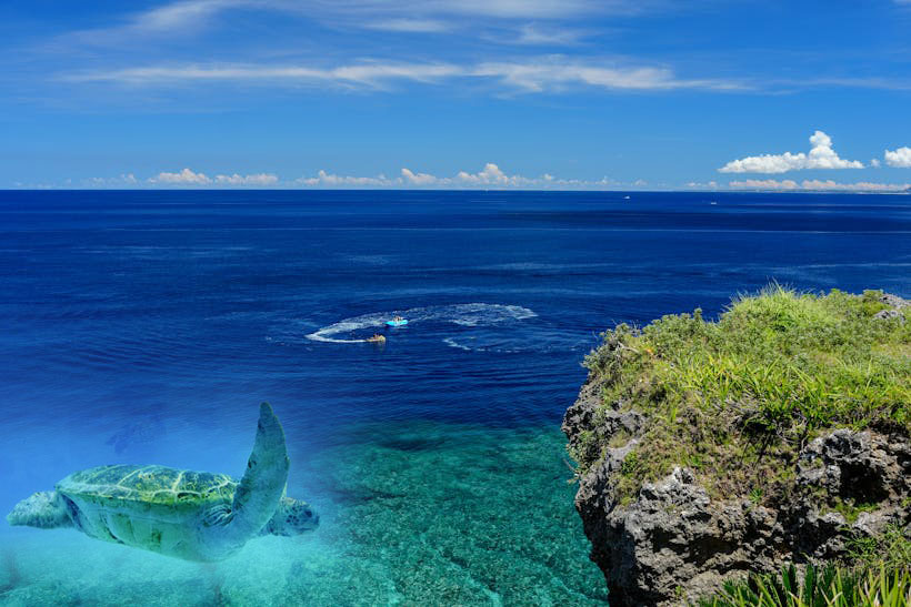 A green sea turtle swims in the turquoise waters off the coast of Okinawa, Japan, with a view of the blue ocean and a rocky, green coastline.