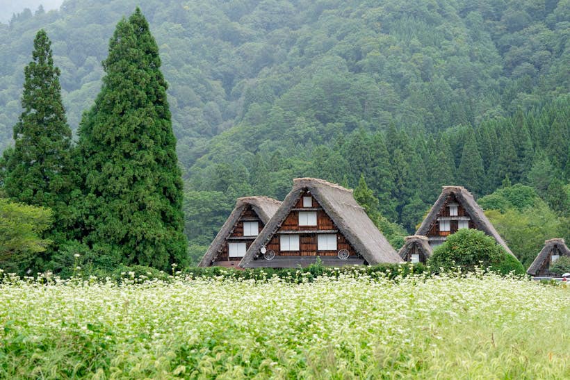 Traditional gassho-zukuri farmhouses with thatched roofs stand in a field of white flowers in Shirakawa-go, Japan, with lush green hills in the background.